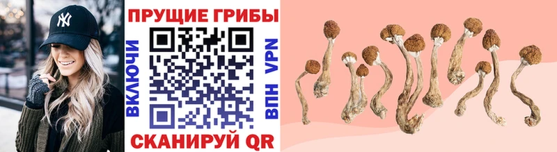 Псилоцибиновые грибы GOLDEN TEACHER Тольятти