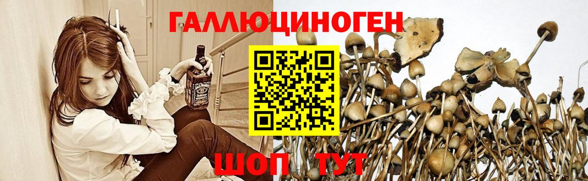 Псилоцибиновые грибы Psilocybe  Тольятти 